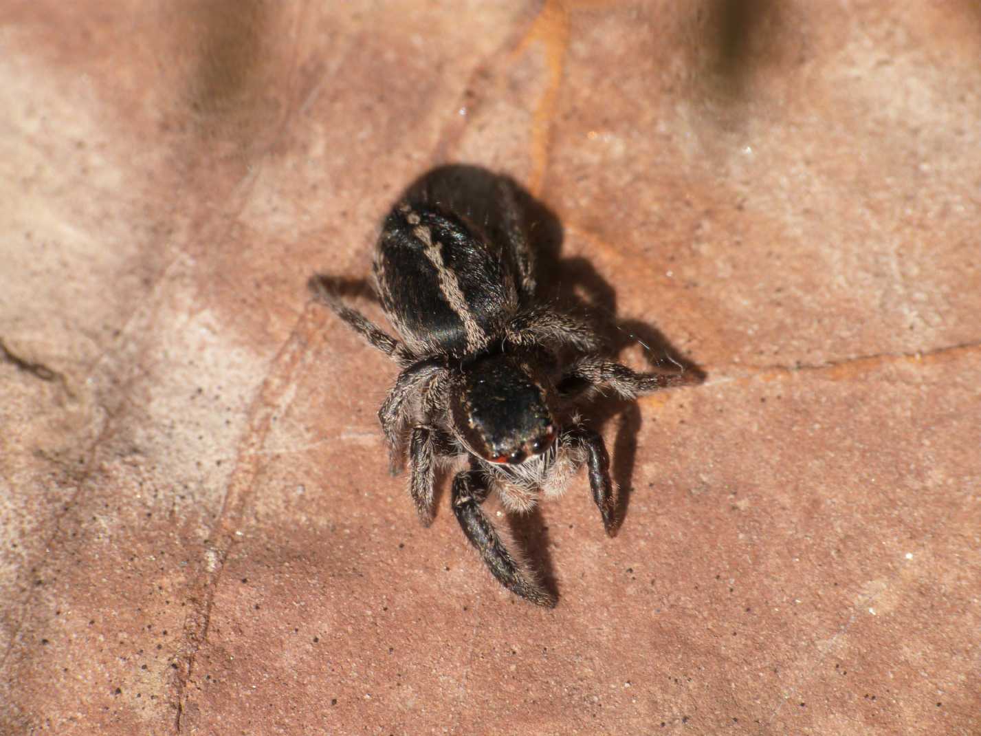 Pellenes sp.